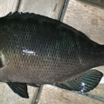 初めての横浜での釣り場と初めて出会った魚