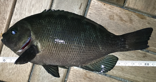 初めての横浜での釣り場と初めて出会った魚