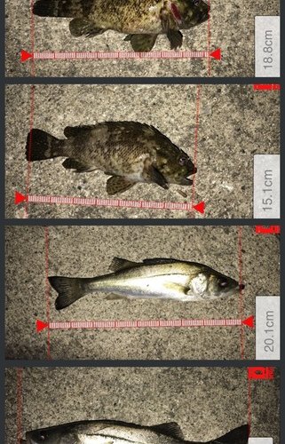 湾奥、スーツ釣り部活動報告(メバル編)