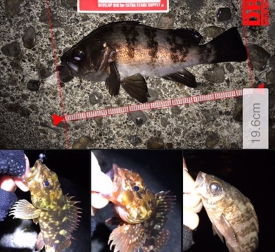 クリスマスに横浜でメバリング!風に強いライターを持って