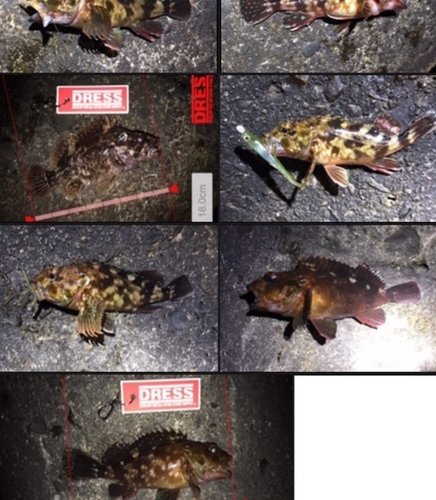 横浜、メバリングするも活性高いカサゴの猛攻!