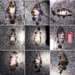 鳥羽、メバリングで怒涛の数釣り！