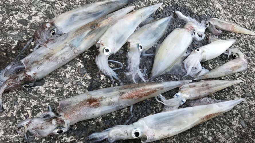 東伊豆、エギングでつ抜けを目指す!