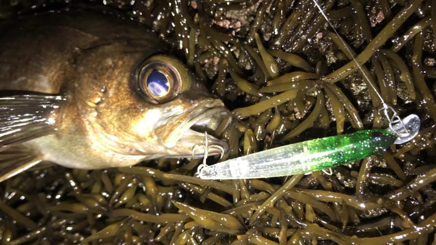 三浦、荒れた海と爆風の中でメバリング