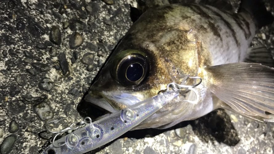 横浜、ワームで釣れるメバルがプラグで釣れない