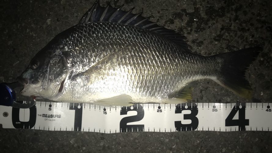 横浜、初チニング成功!