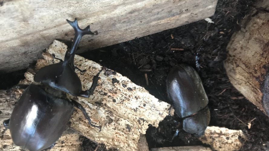 横浜、ガシリングのちカブトムシ