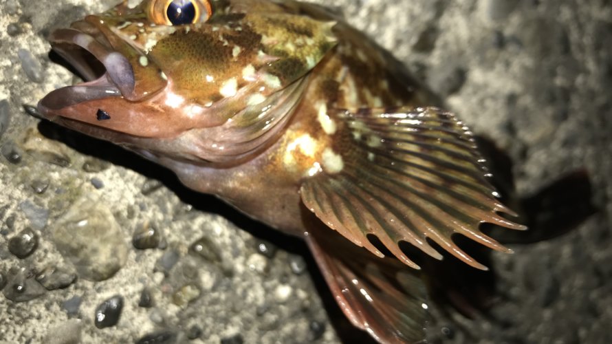 横浜、マゴチ時々アジ(カサゴ)のちカブトムシ
