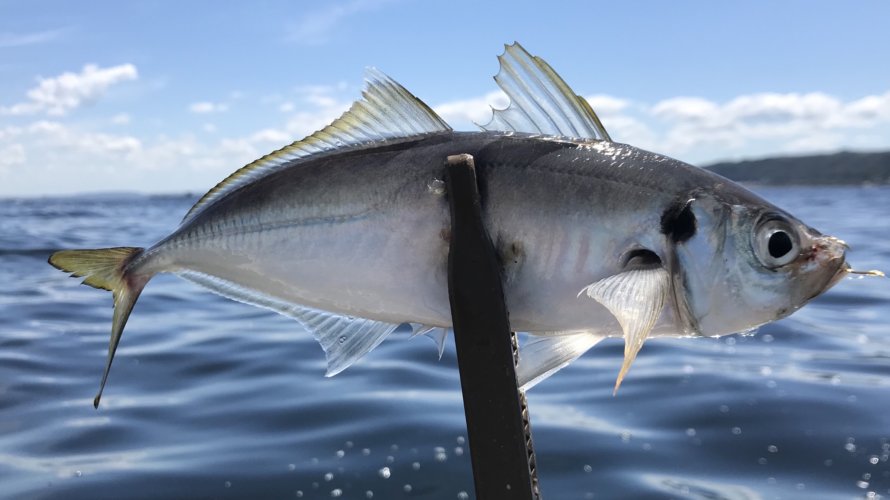 大津漁港、ボート釣行リベンジで太刀魚を狙う！