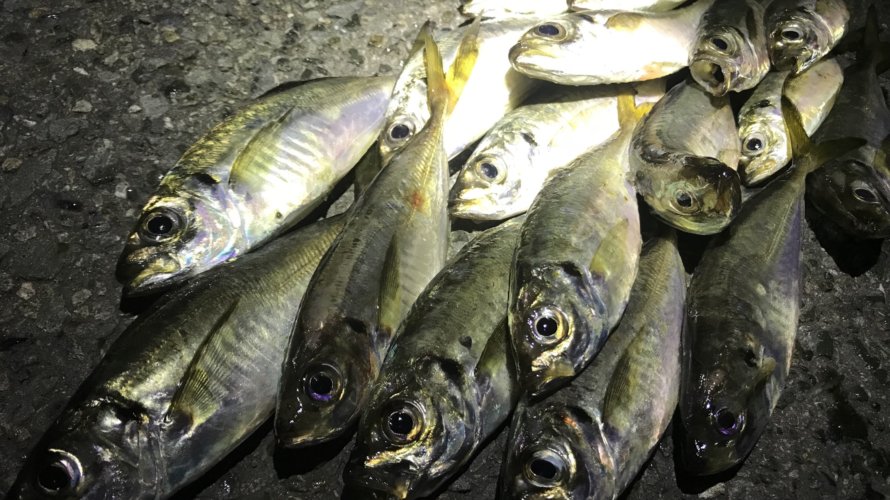 横浜、久しぶりのアジングで数釣り!