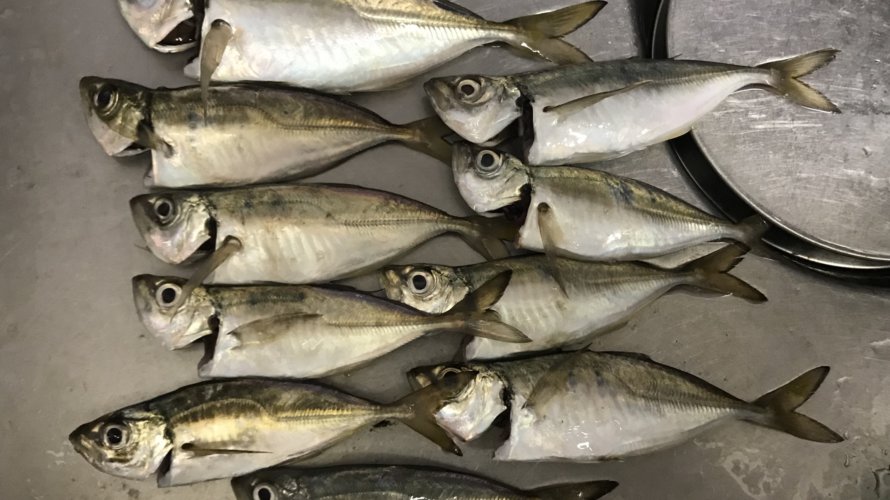 横浜、アジング爆釣の再現を!ゲストで可愛い初魚種。