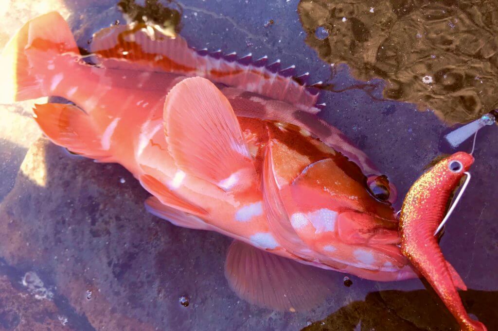 西伊豆 やっぱりアカハタを釣りたい Light Game Log 横浜に住む海釣り初心者釣行日記