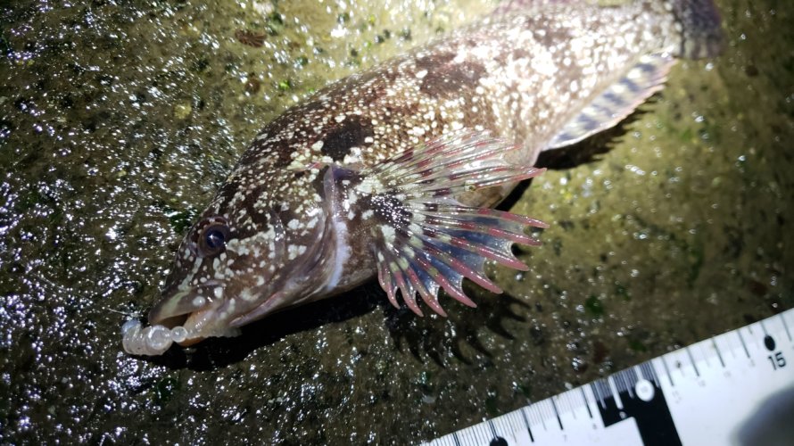 横浜、またしても五目！メバル・カサゴ・クジメ・ムラソイ・黒鯛