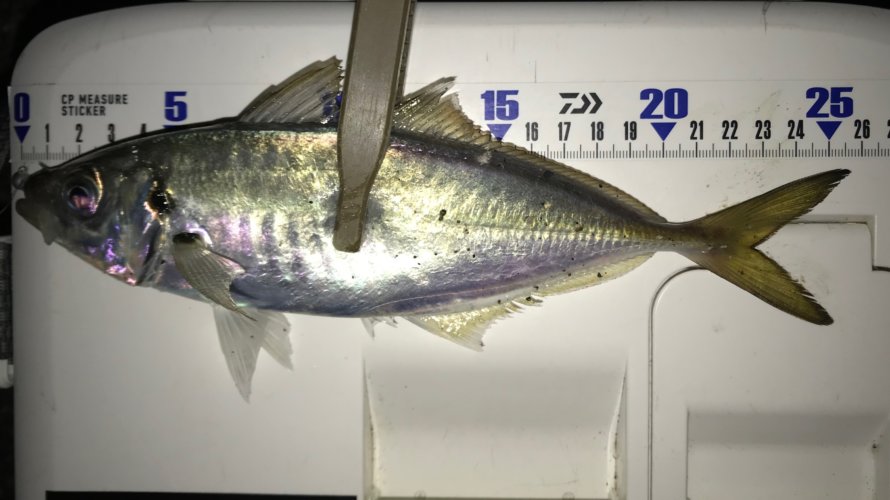 横浜、アジング?メバリング?二兎を追う者は一兎をも得ず