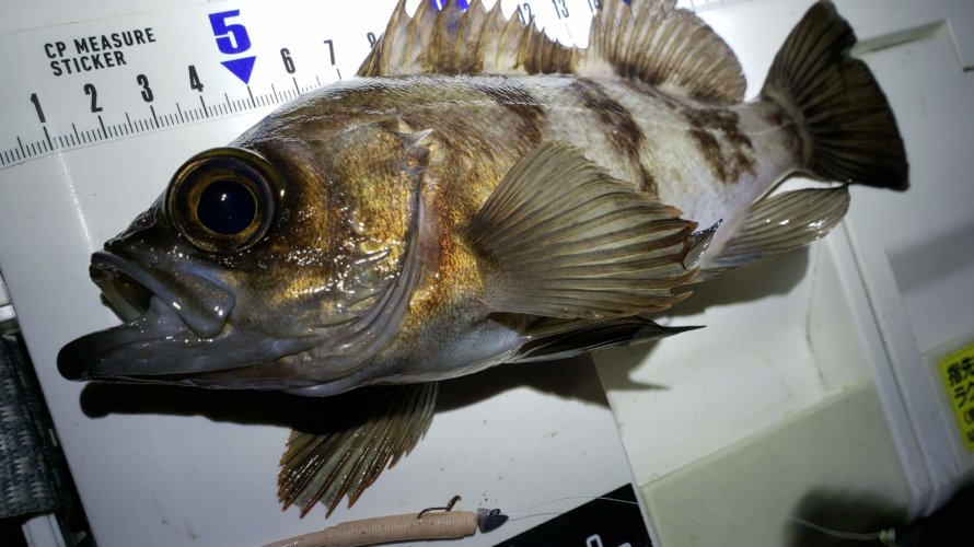 横浜、ようやく浮いてきたメバル?
