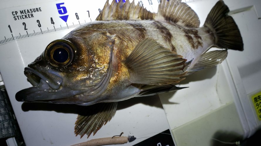 横浜、ようやく浮いてきたメバル？