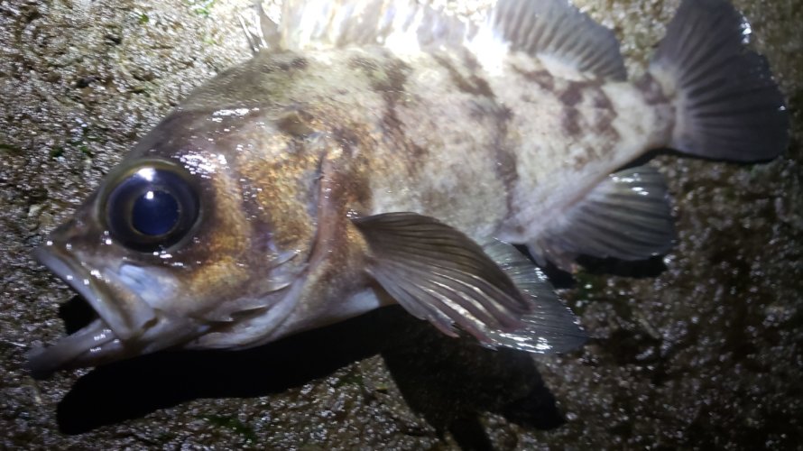 横浜、またボトムの釣りとなったメバリング