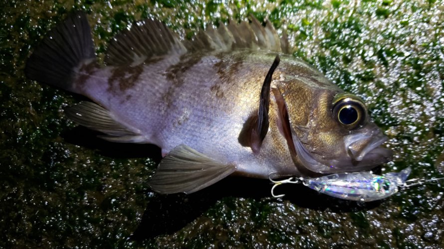 横浜、メバリング大会最後の釣行。