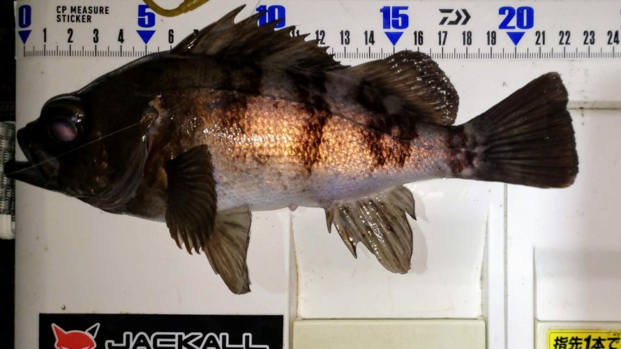 横浜、25cm以上のメバルはどこにいる!?