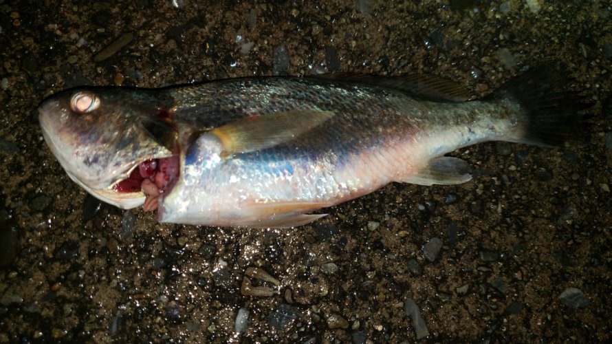 横浜、アジングはゲスト多数にて初魚種も交じる