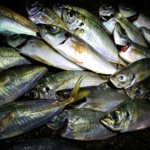 横浜、連日アジングで真逆の釣果