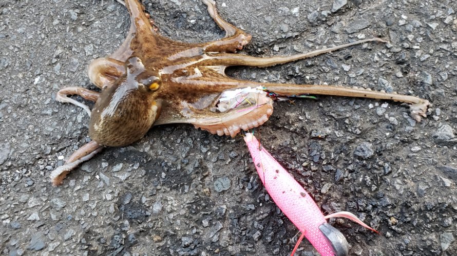 横浜、オクトパッシング初成功！かわいいタコがエギで釣れた。