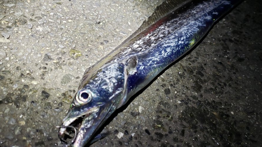 横浜、タチウオテンヤ初釣果!フォールで喰わす!