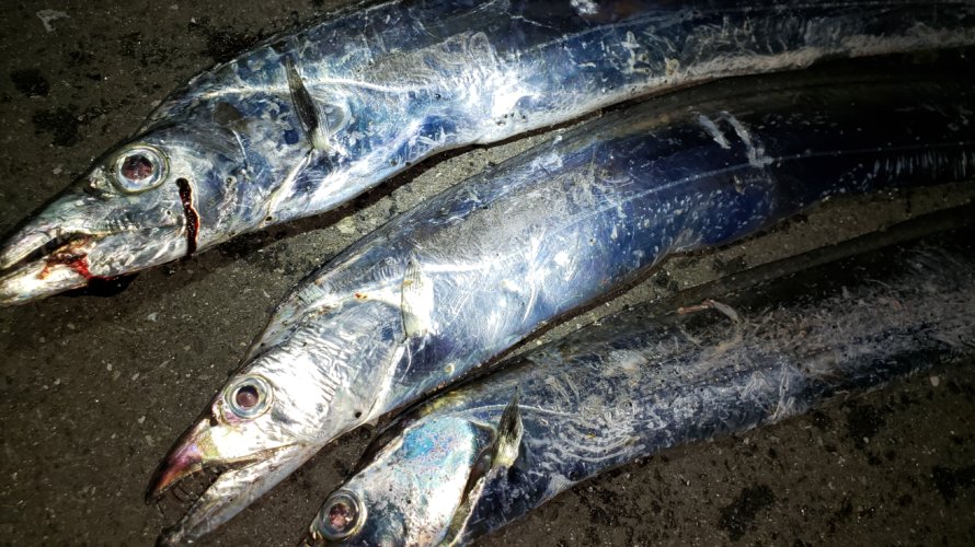 横浜、タチウオテンヤで短時間釣行2日間。餌釣りなのにハマった理由