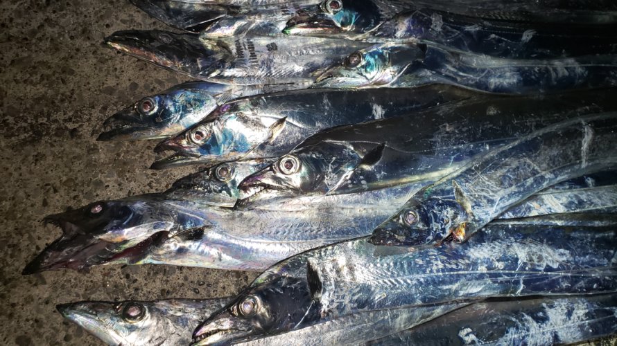 横浜、マヅメからのタチウオテンヤでトリプルツヌケ！