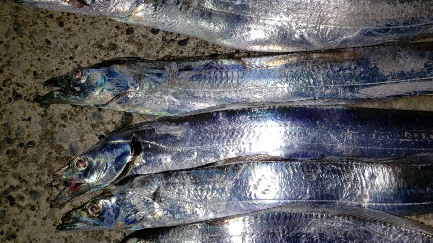 横浜、タチウオテンヤで使うキビナゴはアミノソルトが効果的!