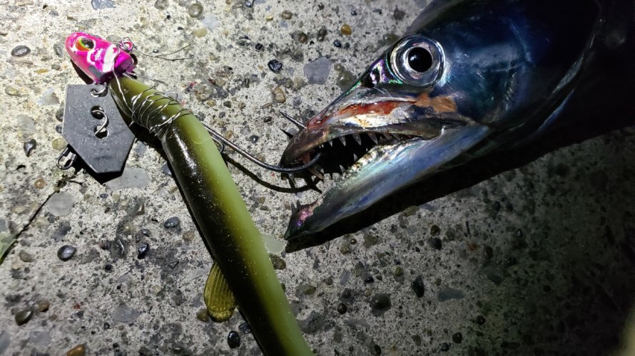 横浜、どじょうワームを使ったタチウオテンヤ