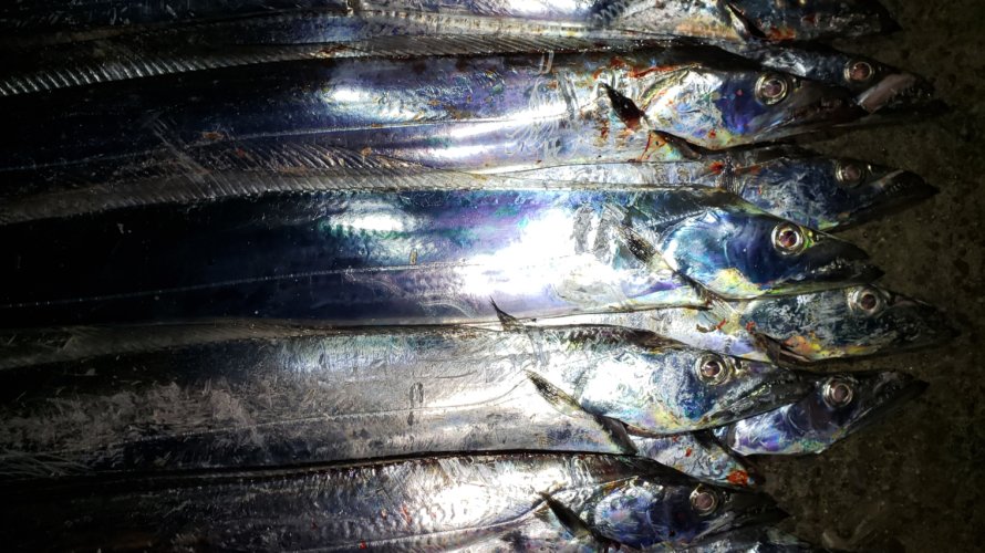 横浜、タチウオテンヤで1回の平均釣果がほぼツヌケ!