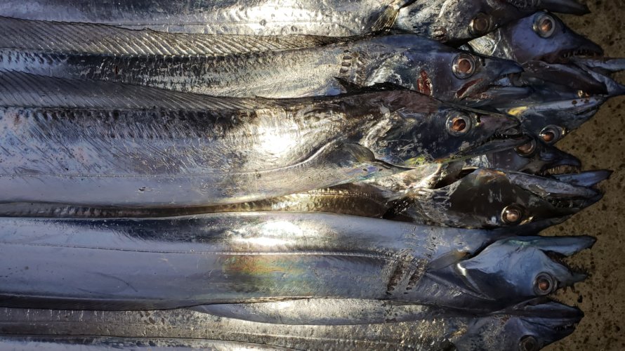 横浜、タチウオテンヤでダブルツヌケ!効果的なキビナゴ塩締め方法