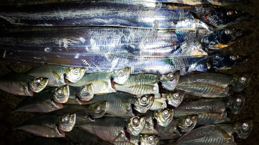 横浜、アジング〜メバル〜太刀魚リレーで爆釣!