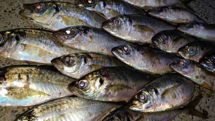 横浜、アジングにて好調復活?太刀魚も絶好調