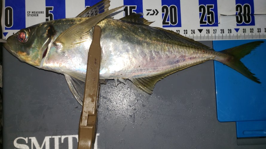 横須賀、今年初のサーフアジングでメガアジをキャッチ!