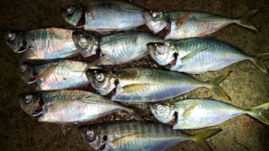 横浜、アジングにて太刀魚の猛攻！しかしアジ、太刀魚共にツヌケ！