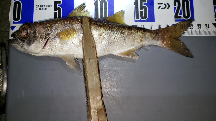 横浜、アジングでアジが釣れない代わりに初魚種