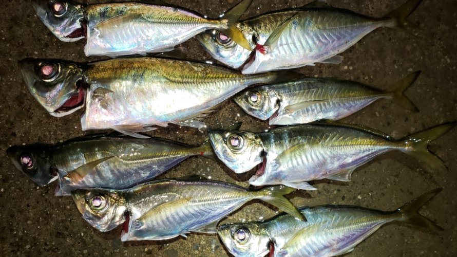 横浜、アジングで高活性のカサゴの猛攻を食らう!