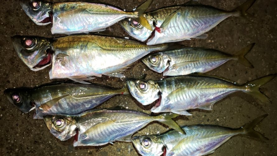 横浜、アジングで高活性のカサゴの猛攻を食らう！