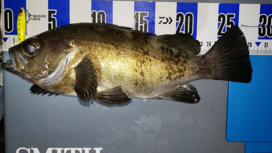 横須賀、メバリングにて3連続釣行泣き尺のブルーバック！