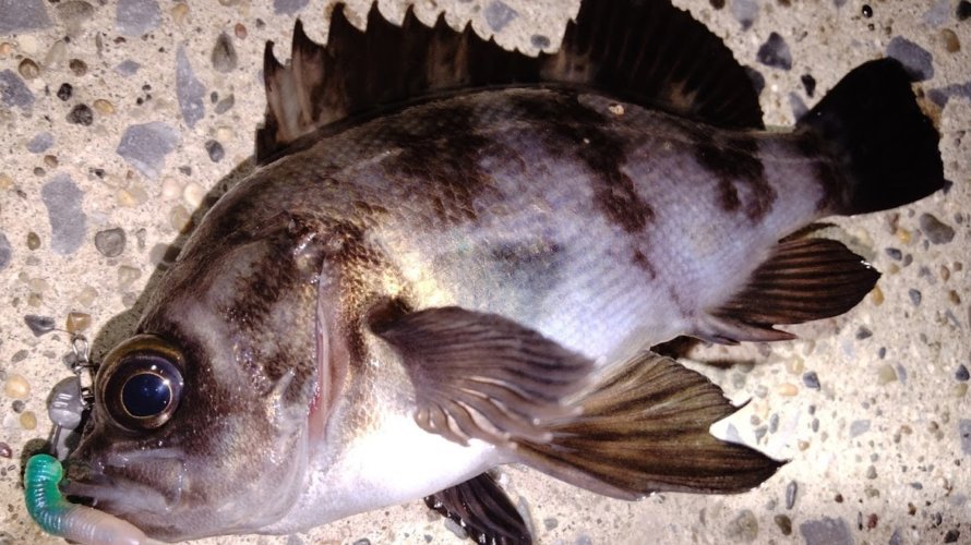 横浜、メバリングにてプラグではなく、ワームで釣れる理由は？