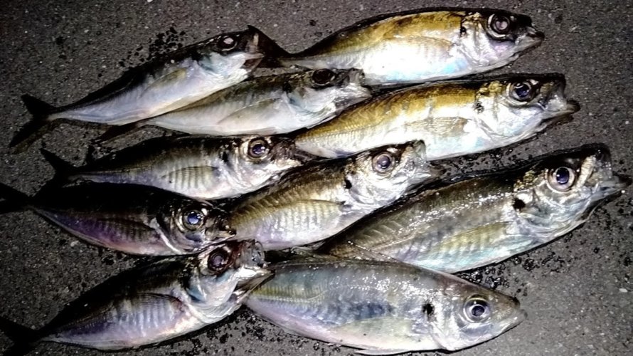 横浜、生命感溢れる海の正体は?