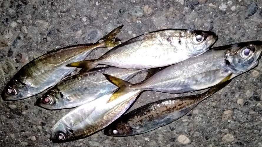 横浜、アジングでカサゴラッシュ