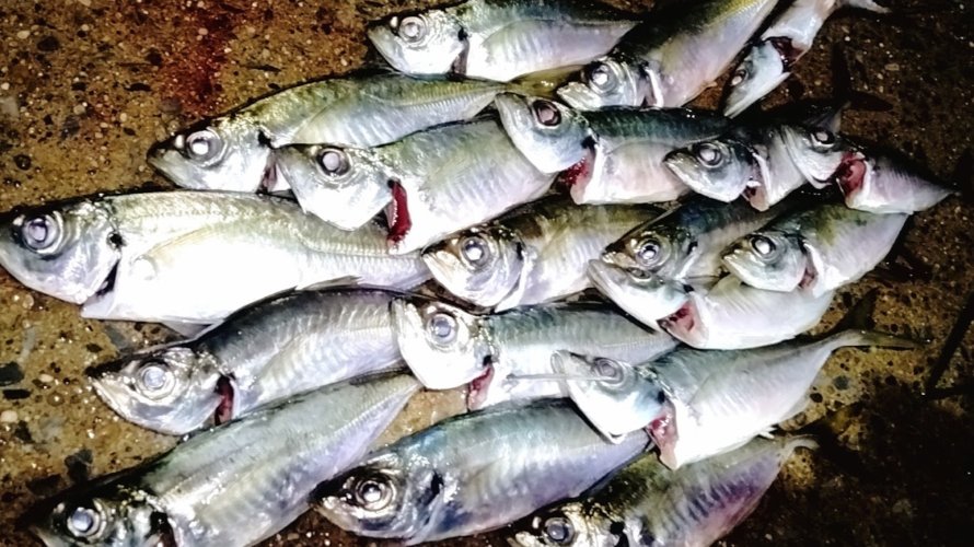 横浜、初アジングの友人をアテンド…成功なるか?