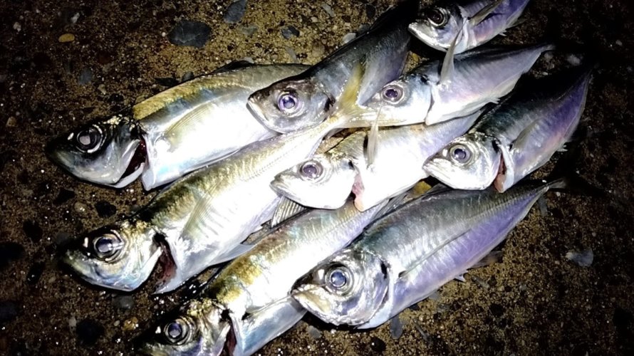 横浜、潮の流れを探して流してヒットするアジング