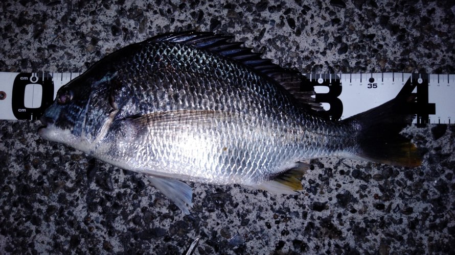 横浜、アジングするも釣れたのはキビレとマゴチ