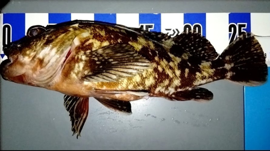 横浜、え?まさかの迷子になってしまった魚