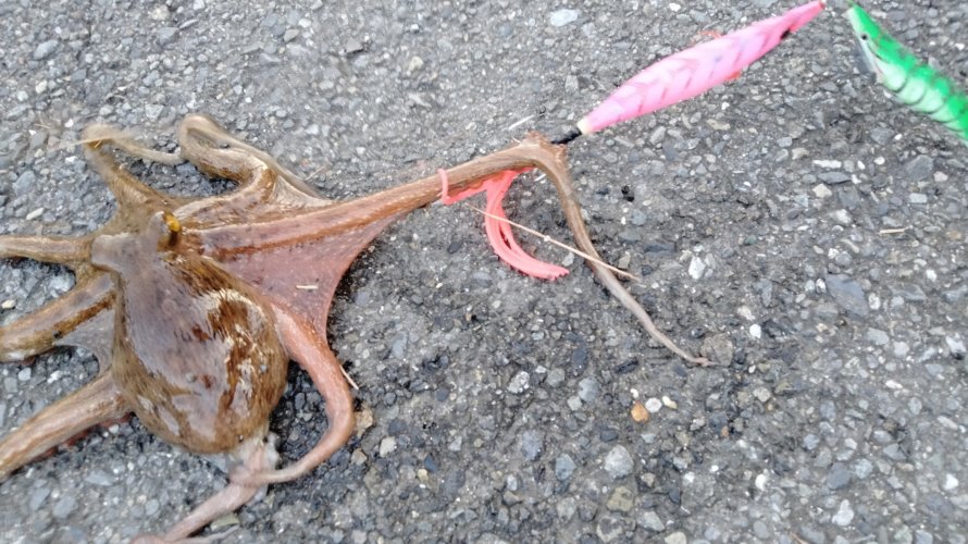 横浜、オクトパッシングでタコをキャッチ!