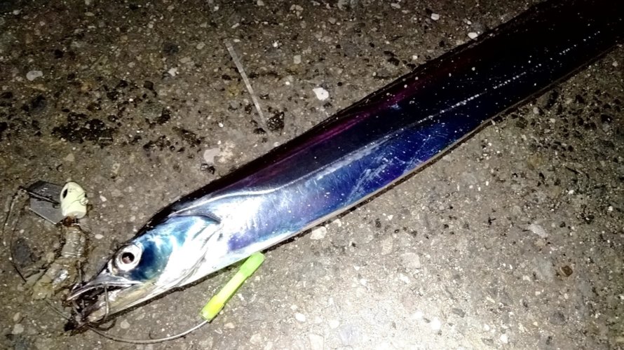 横浜、太刀魚の時合をテンヤでうつ!